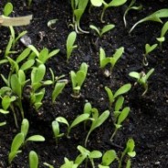 A Fresh Start
