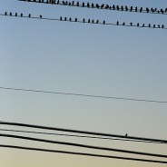 My ISTE11 Experience: Confessions of an Introvert